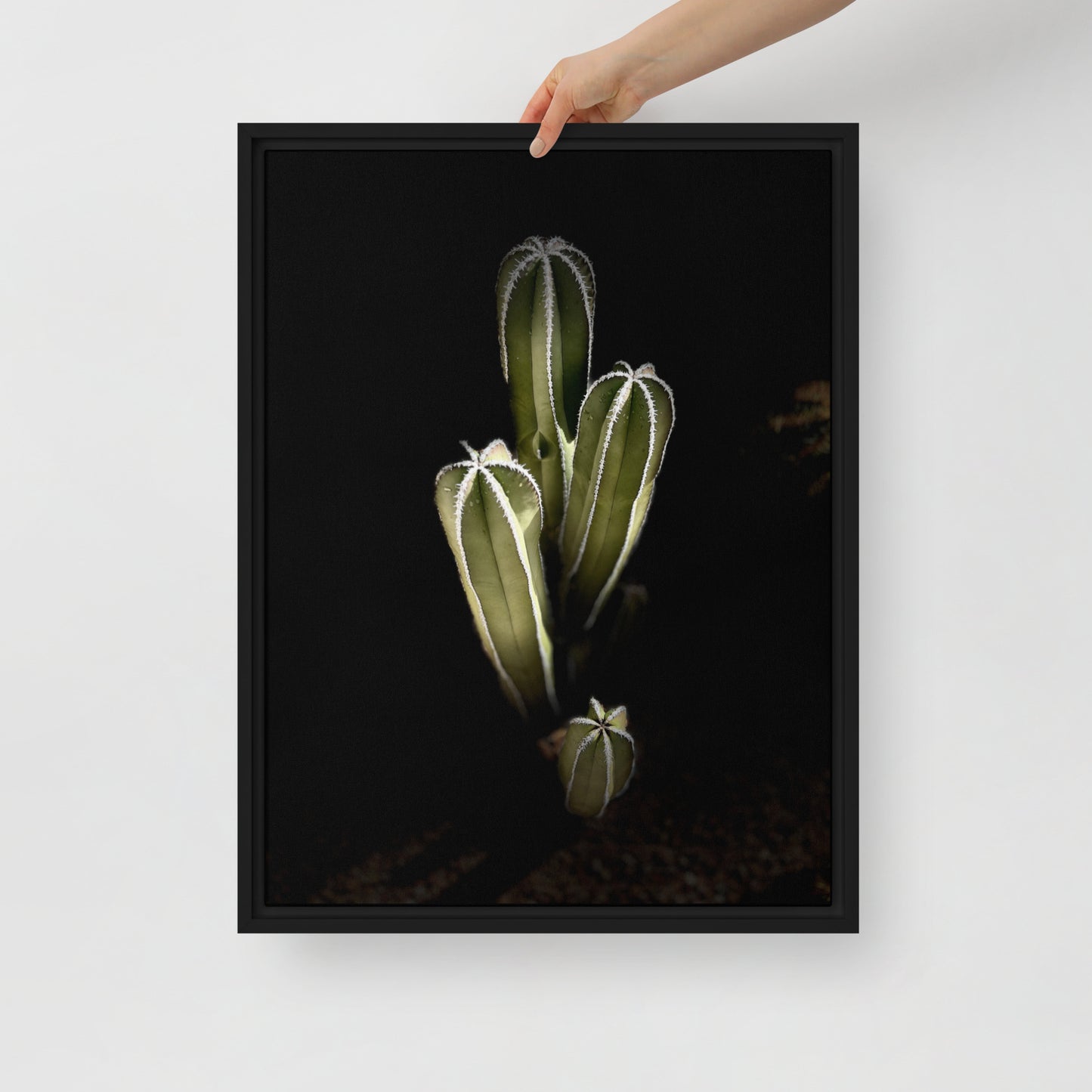 Saguaro Quad by Enrique Aldana Photography | Framed canvas