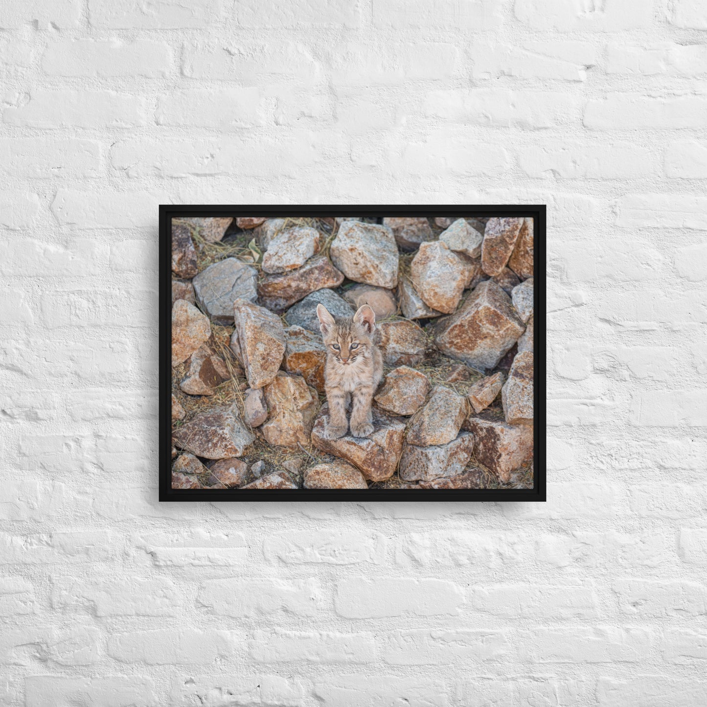 Baby Bobcat by Leslie Leathers Photography | Framed canvas