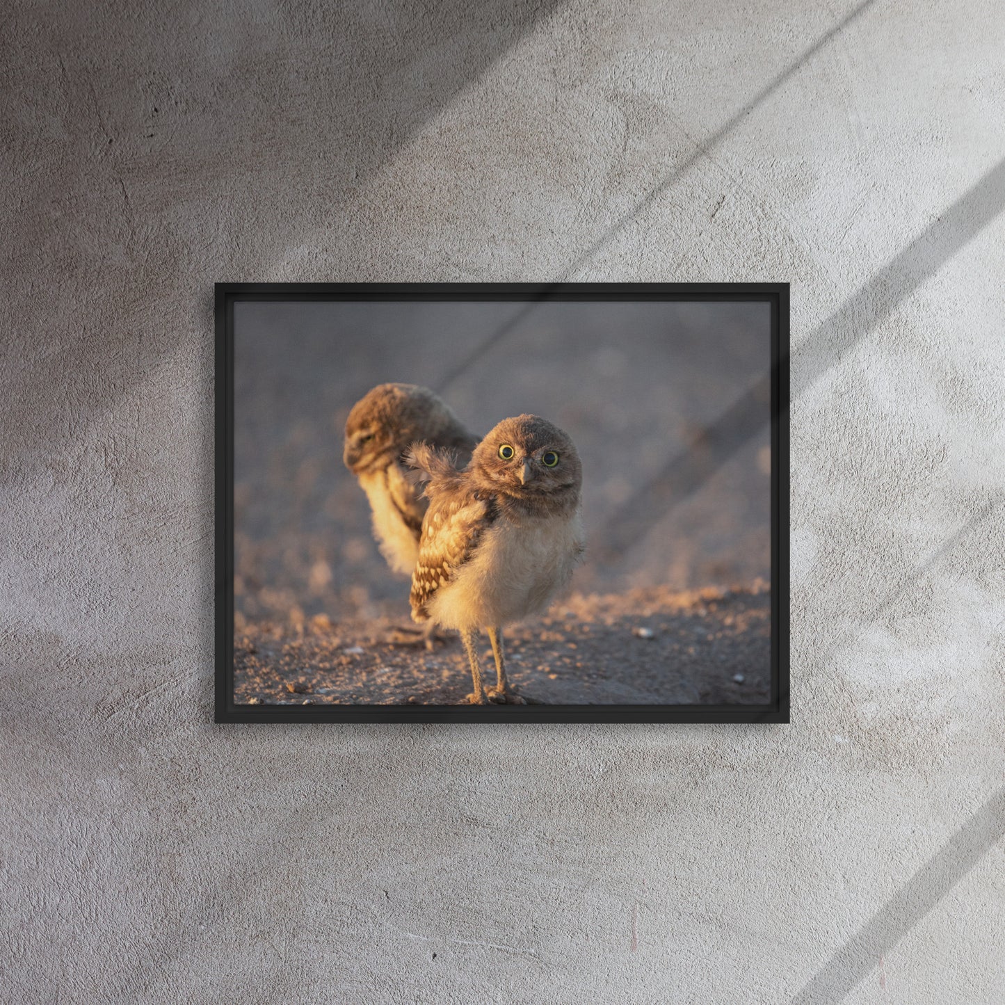 Burrowing Owls Duo by Leslie Leathers Photography | Framed canvas