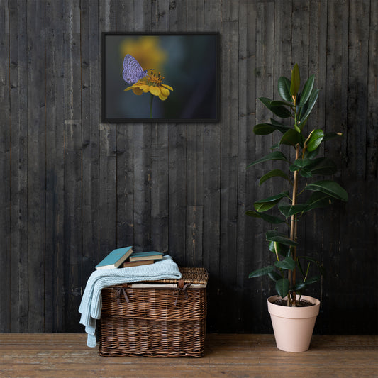 Marine Blue Butterfly by Leslie Leathers Photography | Framed canvas