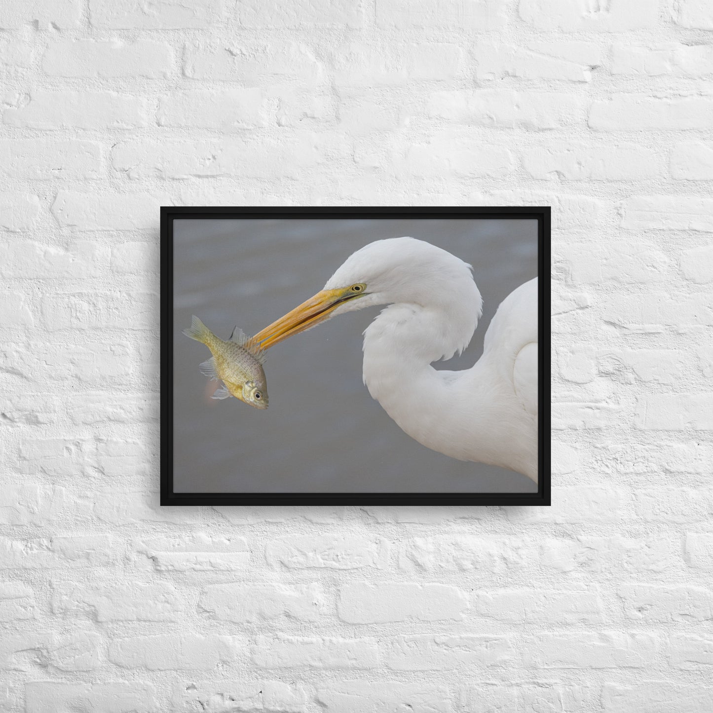 Great White Egret by Leslie Leathers Photography | Framed canvas