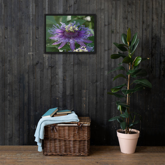 Purple Passion Flower by Leslie Leathers Photography | Framed canvas