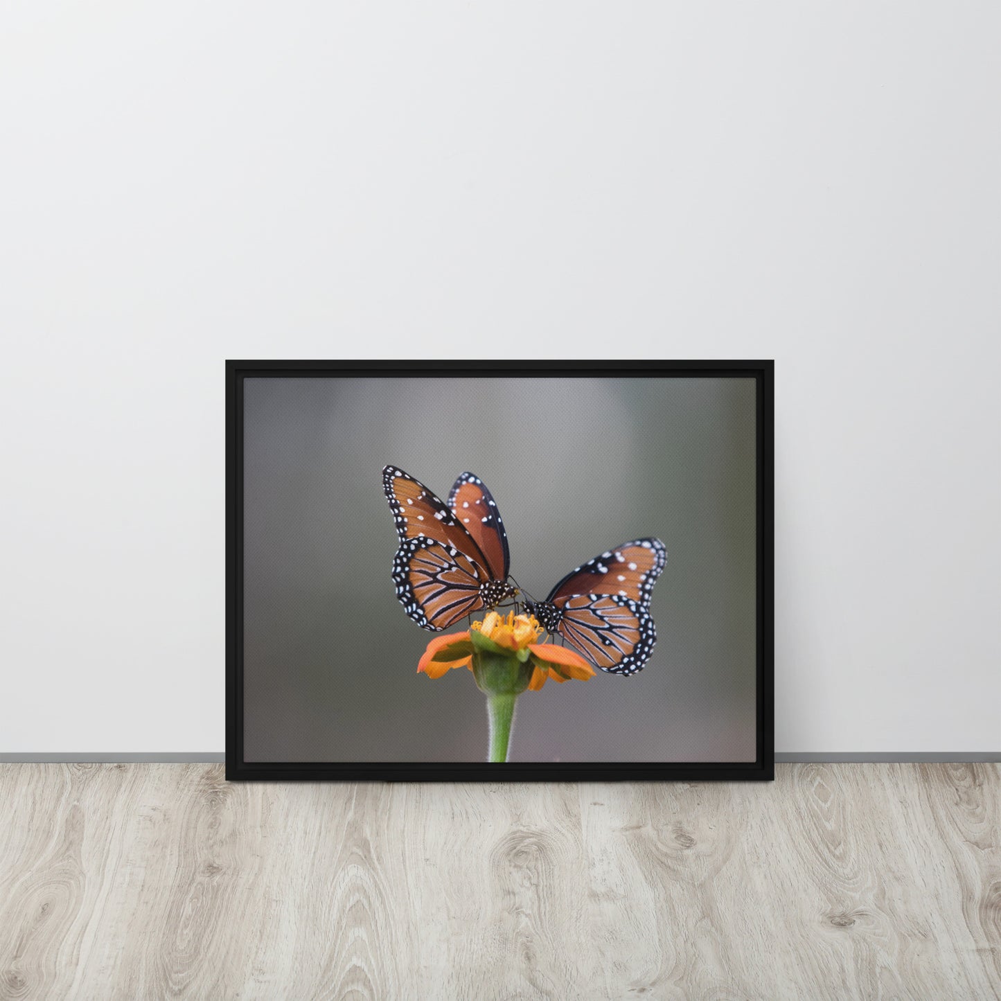 Queen Butterflies by Leslie Leathers Photography | Framed canvas