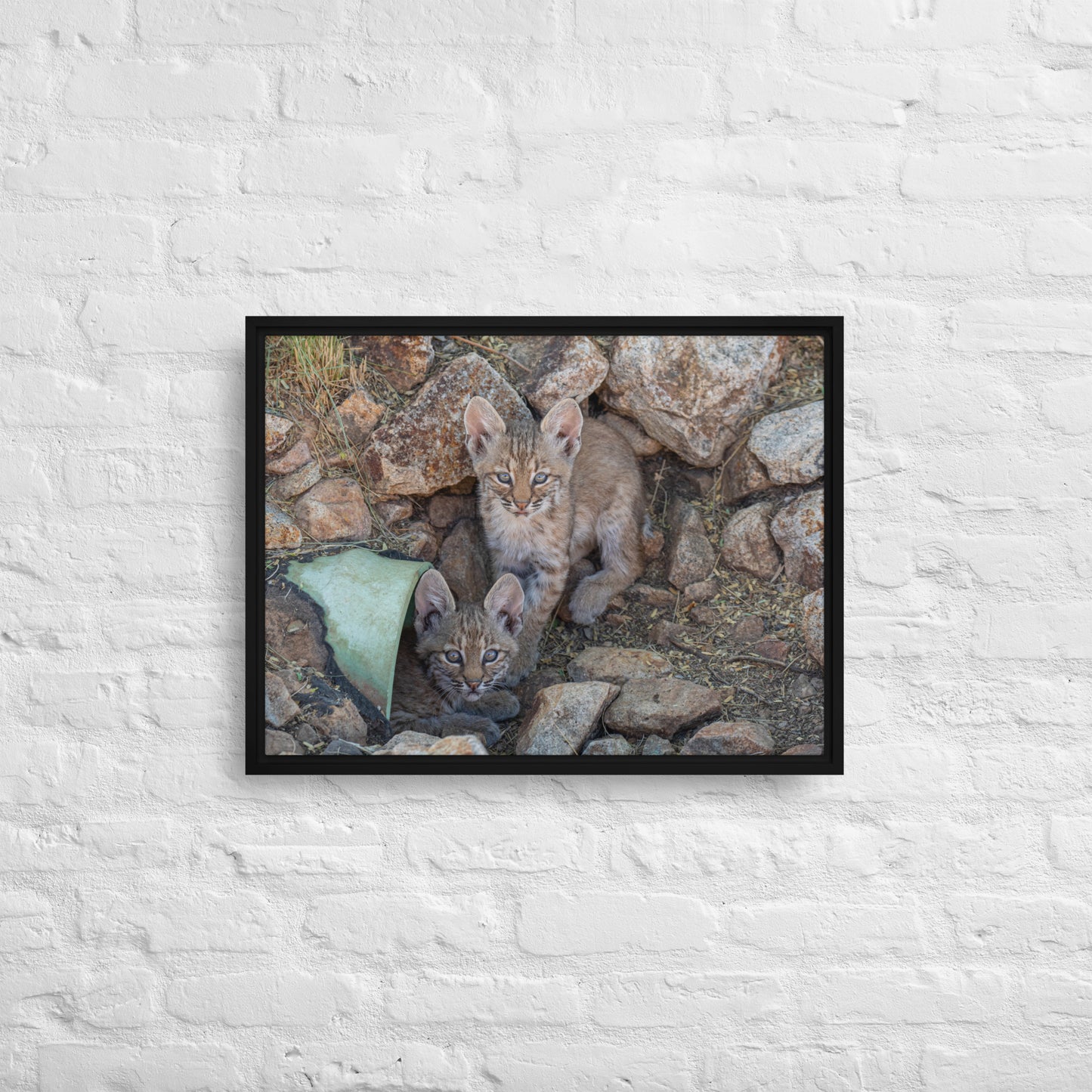 Baby Bobcats Duo by Leslie Leathers Photography | Framed canvas