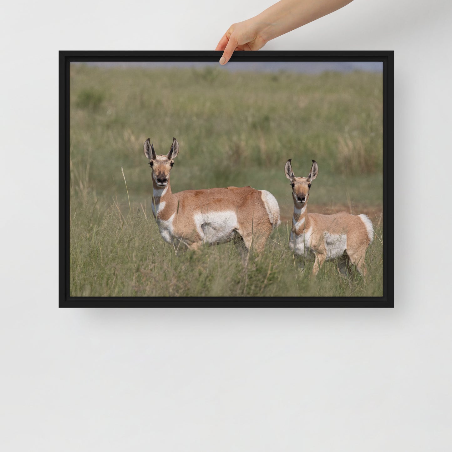 Pronghorn by Leslie Leathers Photography | Framed canvas