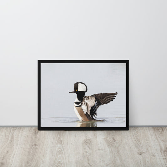 Hooded Merganser by Leslie Leathers Photography | Framed canvas