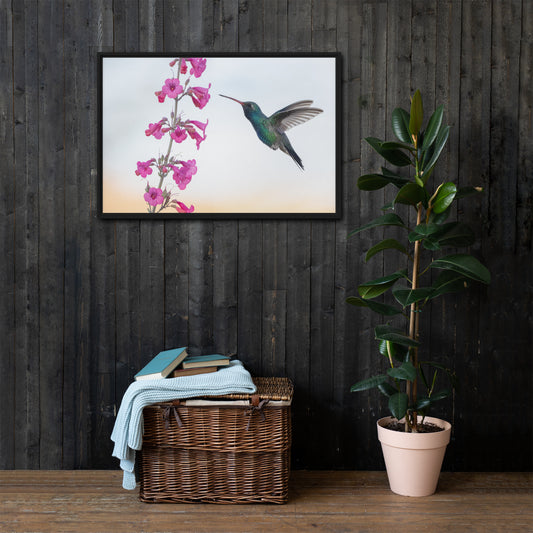 Broad Billed Hummingbird by Leslie Leathers Photography | Framed canvas