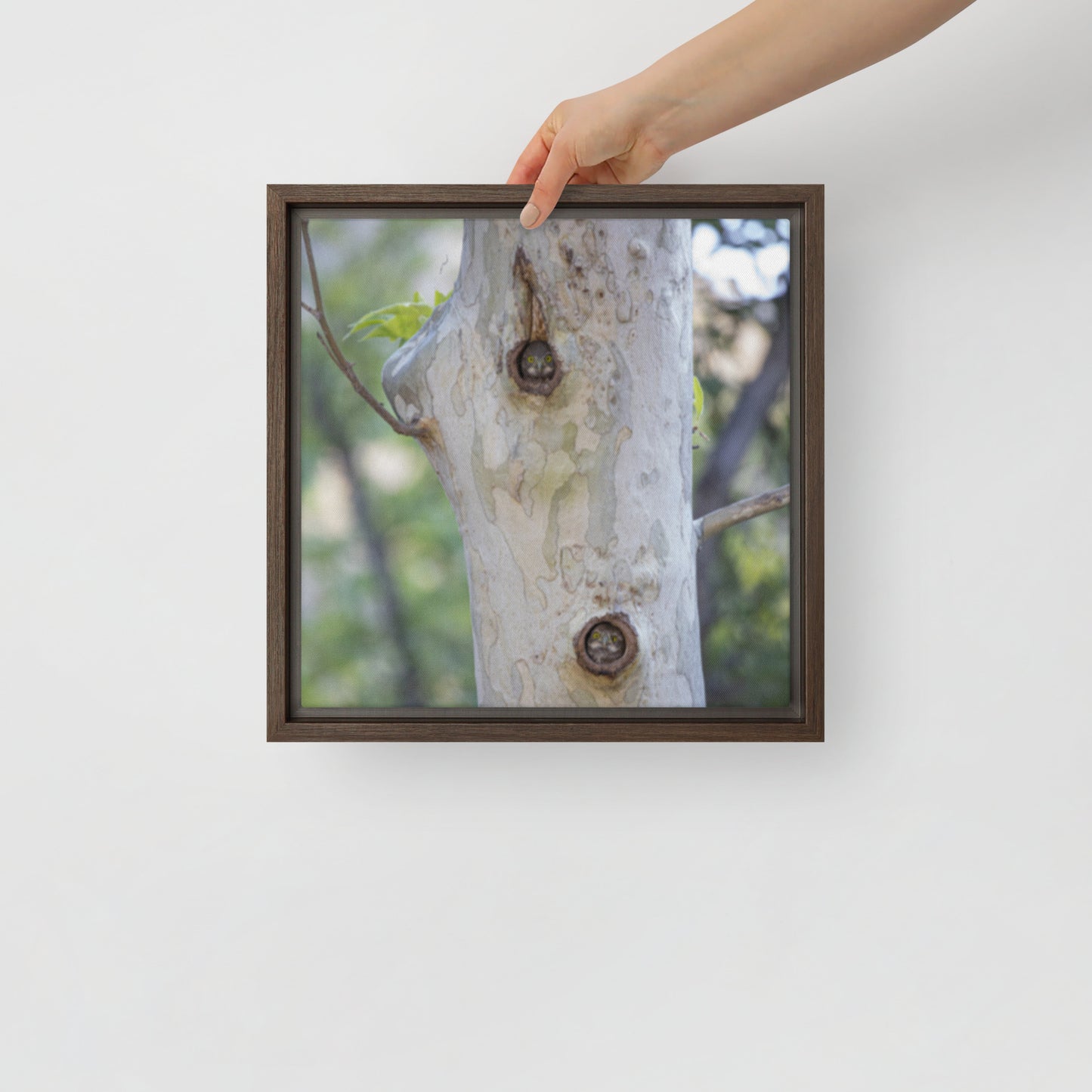 Owl Condo by Leslie Leathers Photography | Framed canvas