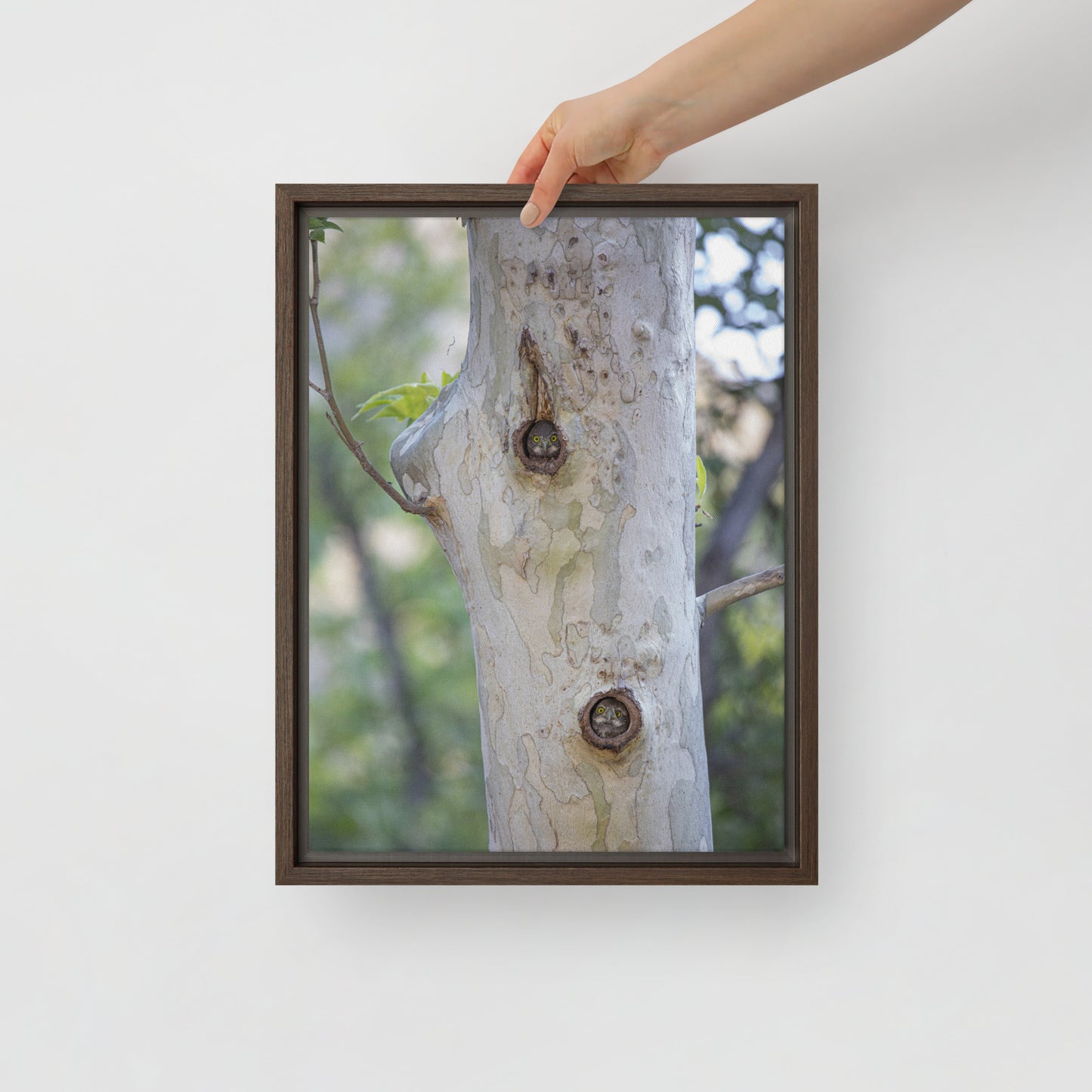 Owl Condo by Leslie Leathers Photography | Framed canvas