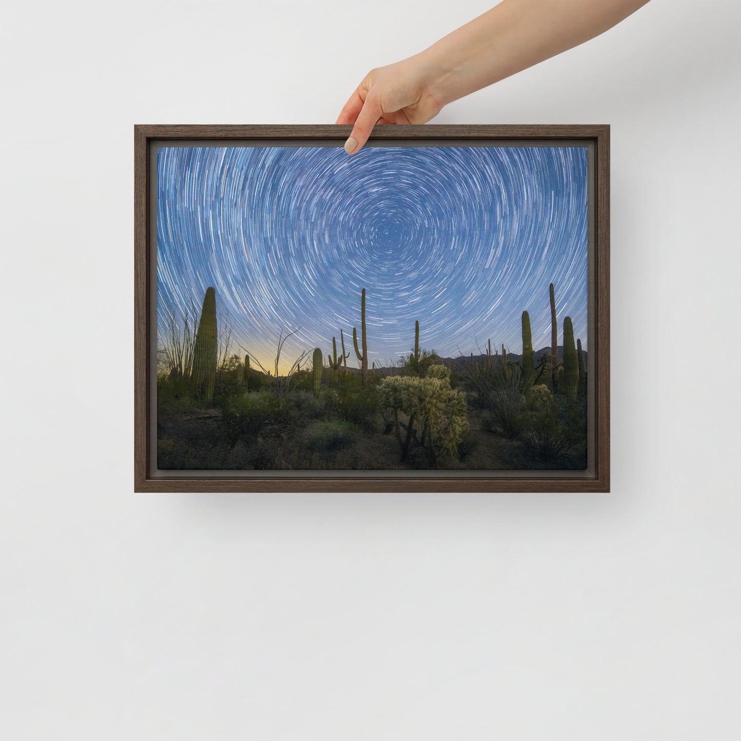Sonoran Startails by Sean Parker Photography | Framed canvas