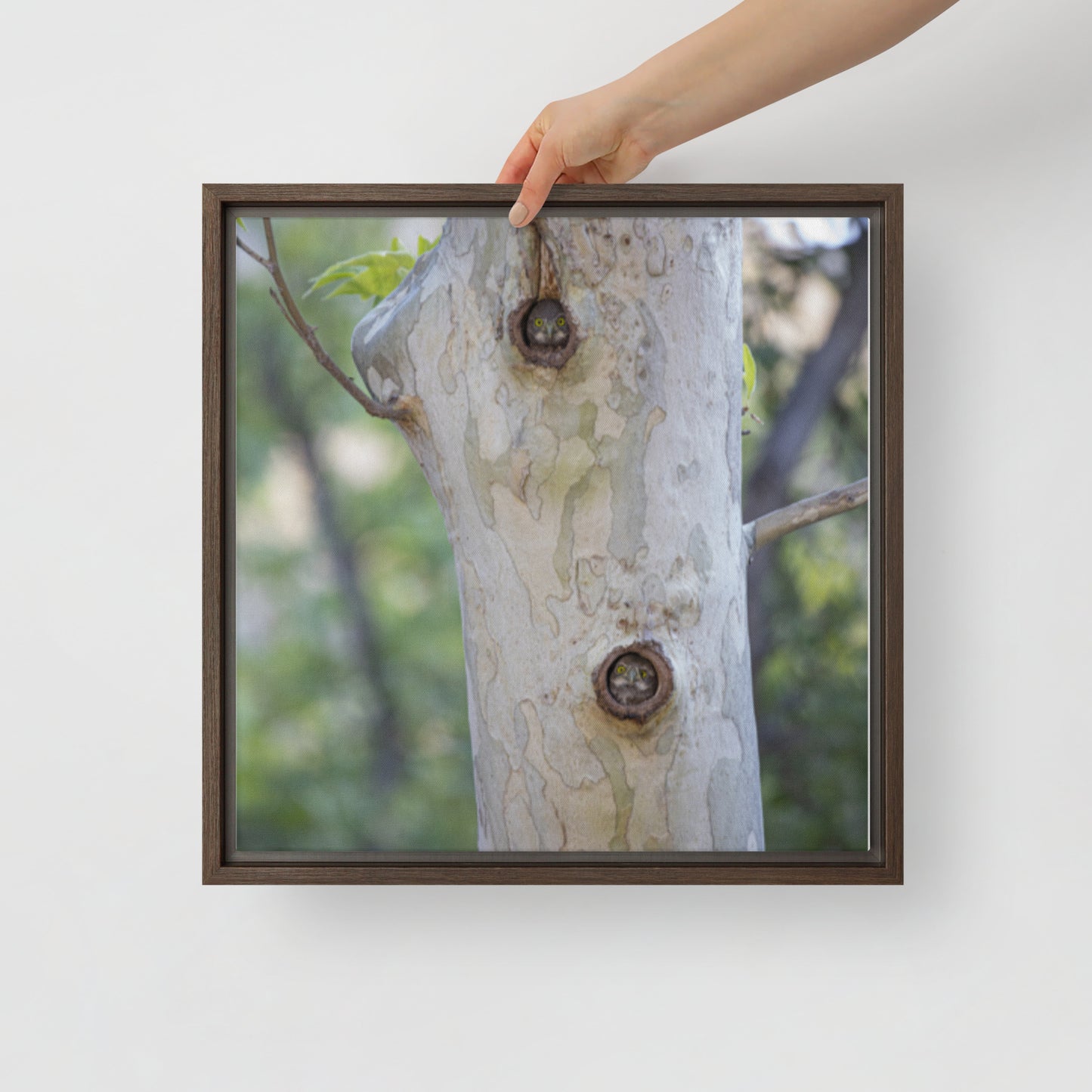 Owl Condo by Leslie Leathers Photography | Framed canvas