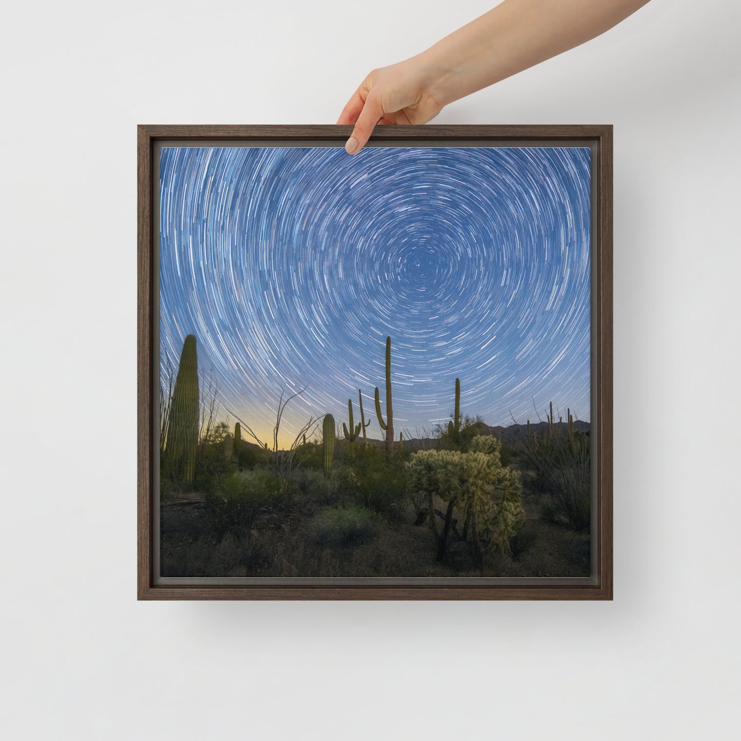 Sonoran Startails by Sean Parker Photography | Framed canvas