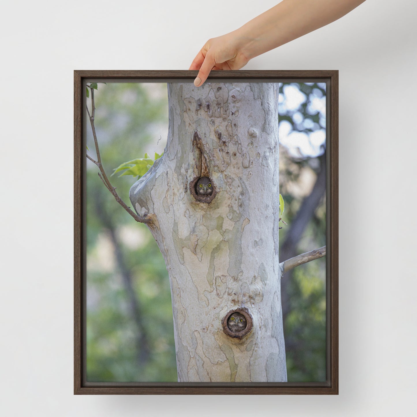 Owl Condo by Leslie Leathers Photography | Framed canvas