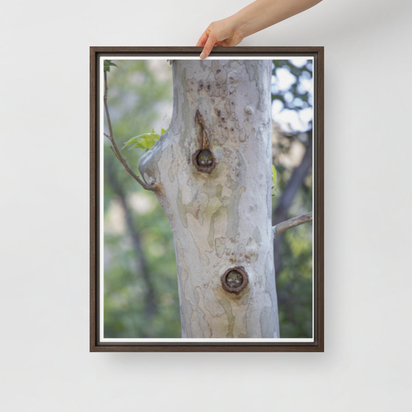 Owl Condo by Leslie Leathers Photography | Framed canvas