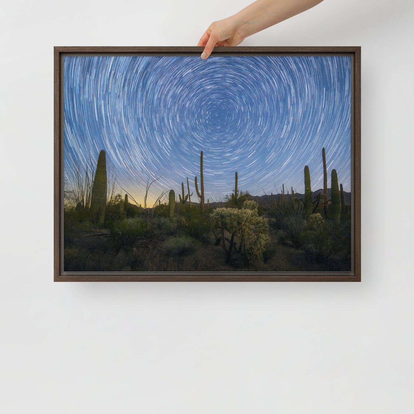 Sonoran Startails by Sean Parker Photography | Framed canvas
