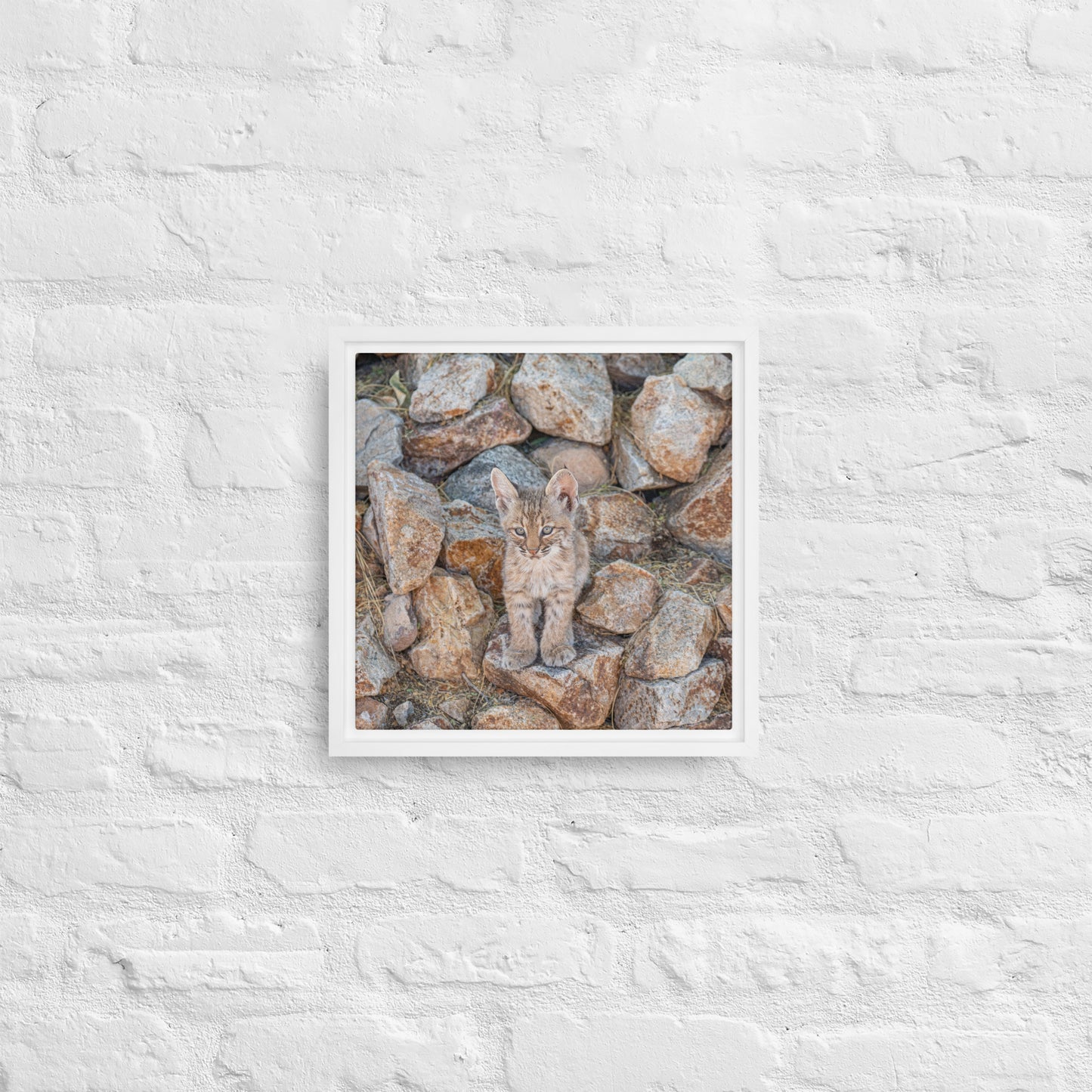 Baby Bobcat by Leslie Leathers Photography | Framed canvas