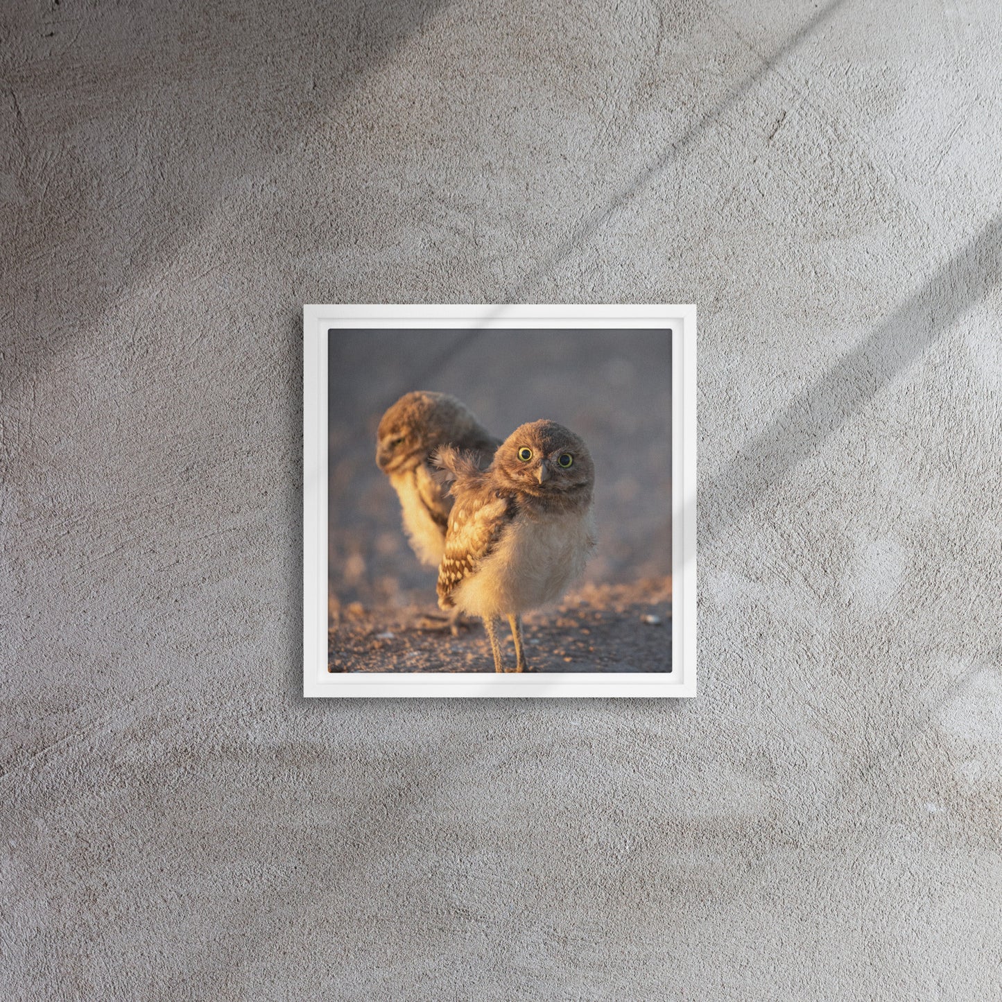 Burrowing Owls Duo by Leslie Leathers Photography | Framed canvas