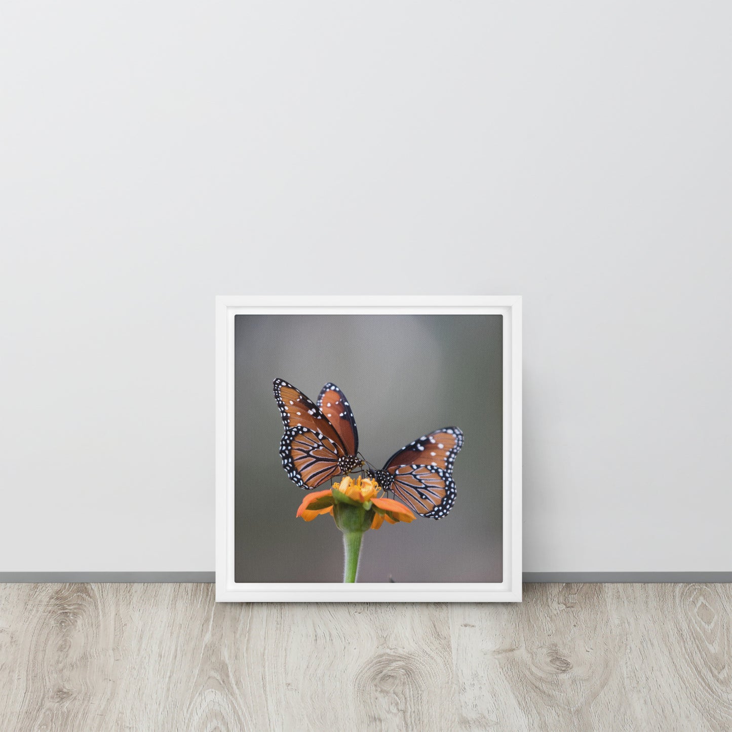 Queen Butterflies by Leslie Leathers Photography | Framed canvas