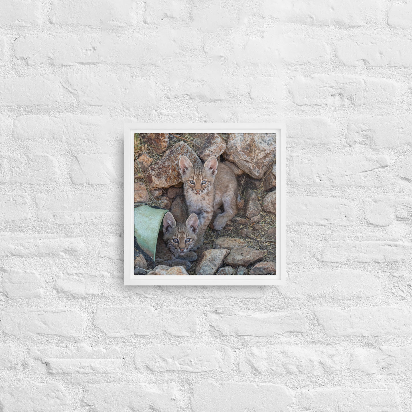 Baby Bobcats Duo by Leslie Leathers Photography | Framed canvas