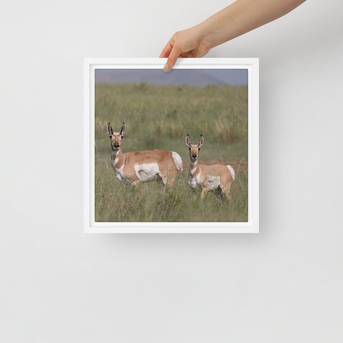 Pronghorn by Leslie Leathers Photography | Framed canvas