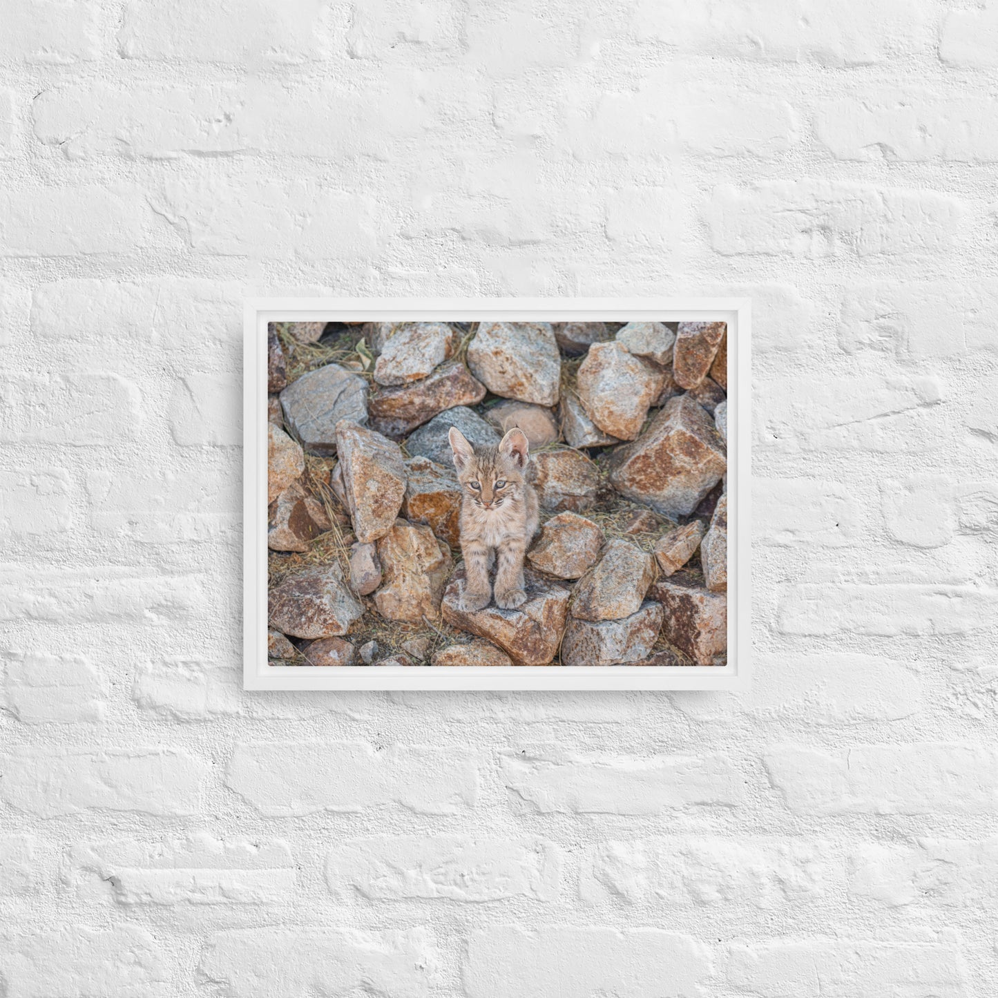 Baby Bobcat by Leslie Leathers Photography | Framed canvas