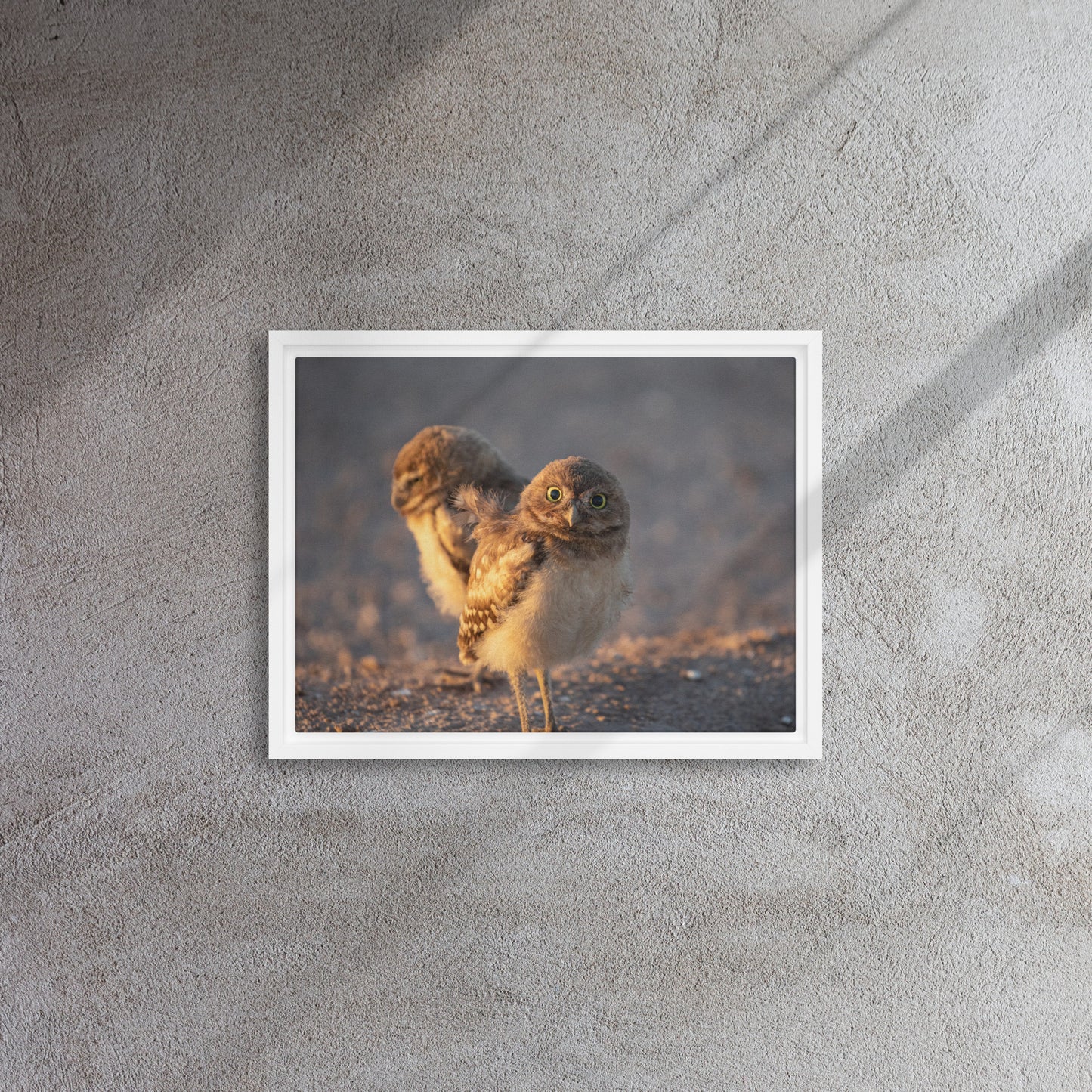 Burrowing Owls Duo by Leslie Leathers Photography | Framed canvas