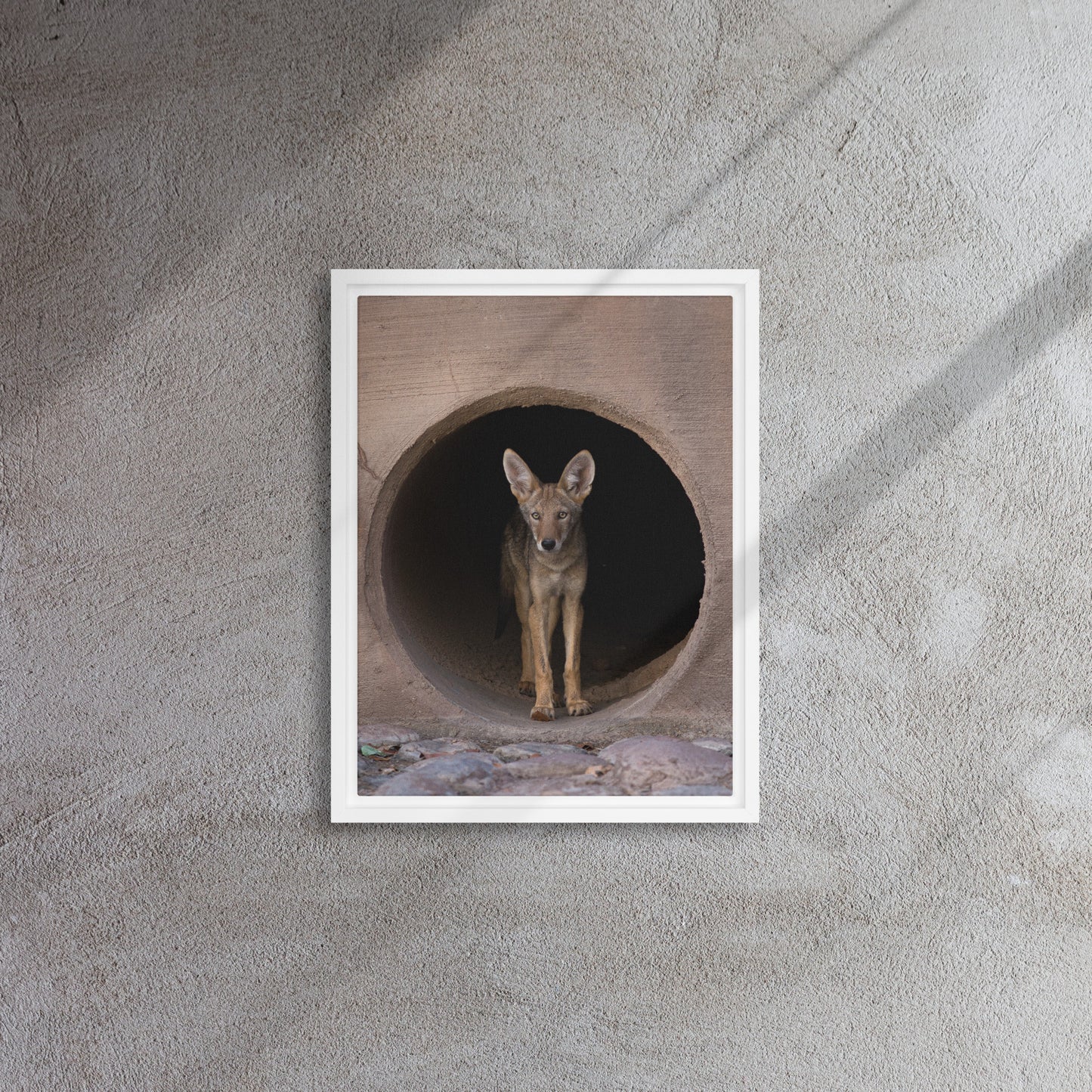 Juvenile Coyote by Leslie Leathers Photography | Framed canvas