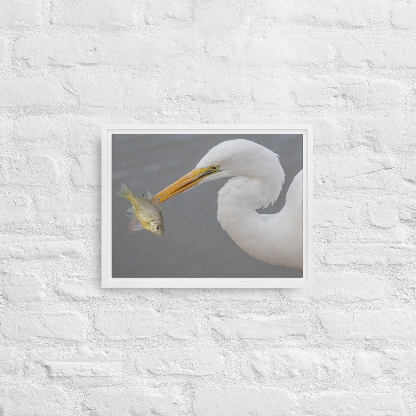 Great White Egret by Leslie Leathers Photography | Framed canvas