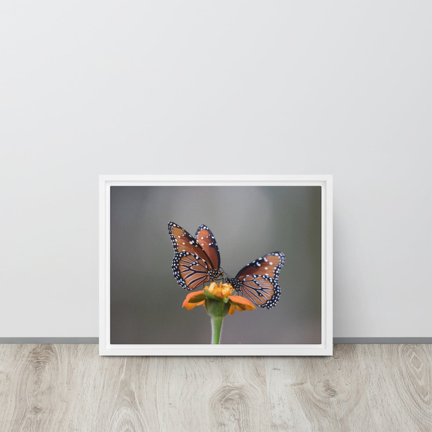 Queen Butterflies by Leslie Leathers Photography | Framed canvas