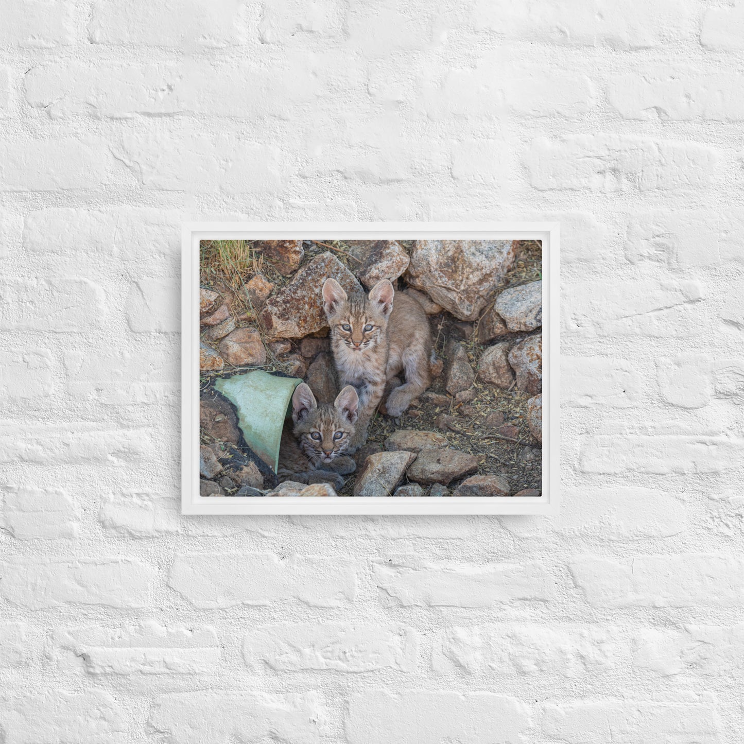 Baby Bobcats Duo by Leslie Leathers Photography | Framed canvas