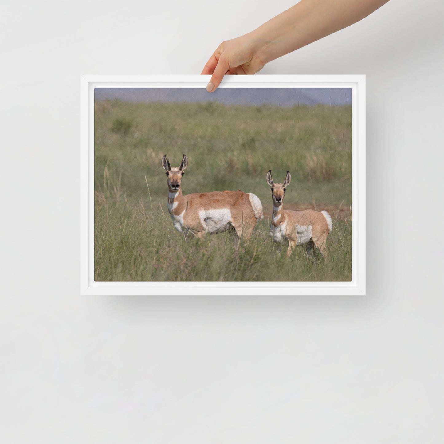 Pronghorn by Leslie Leathers Photography | Framed canvas