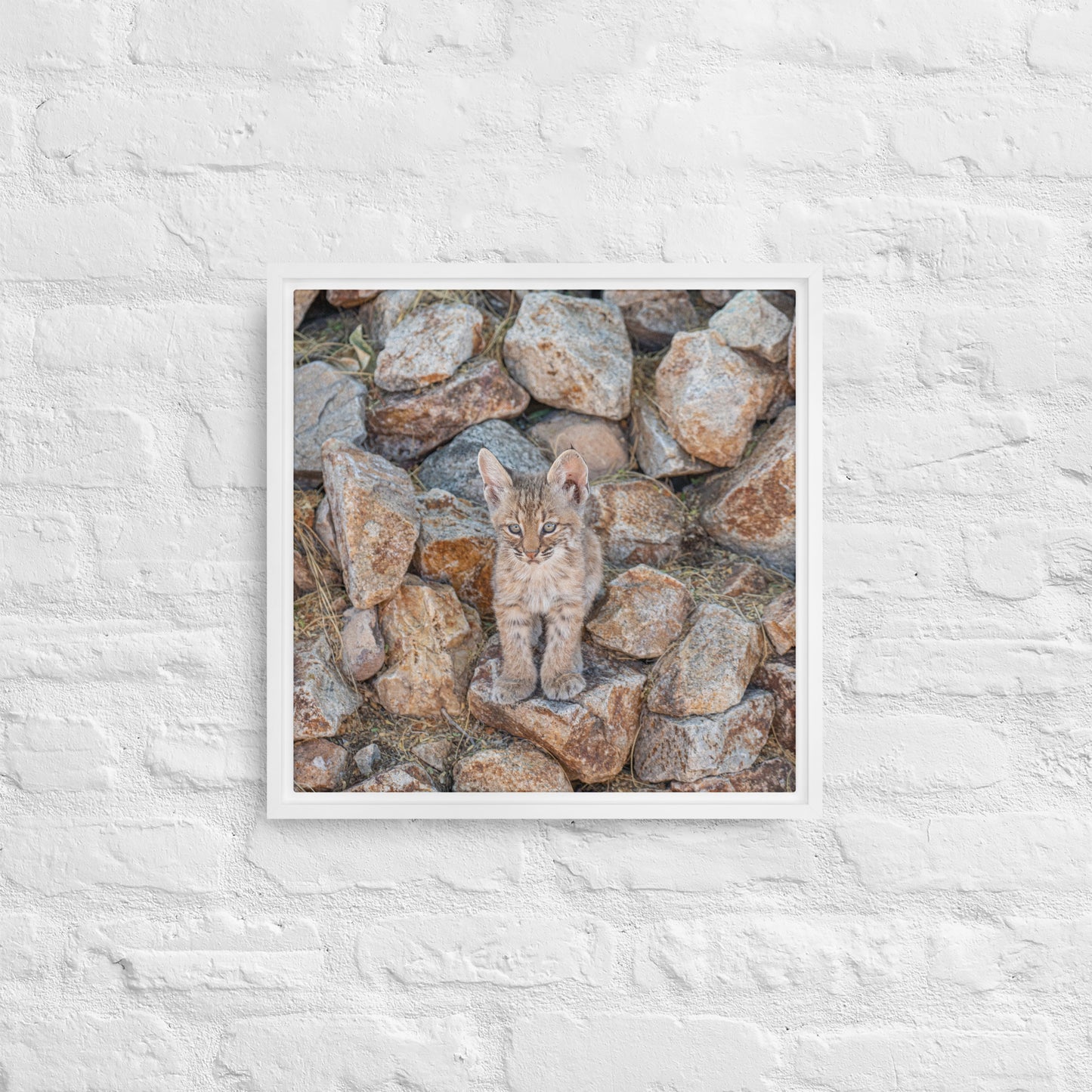 Baby Bobcat by Leslie Leathers Photography | Framed canvas