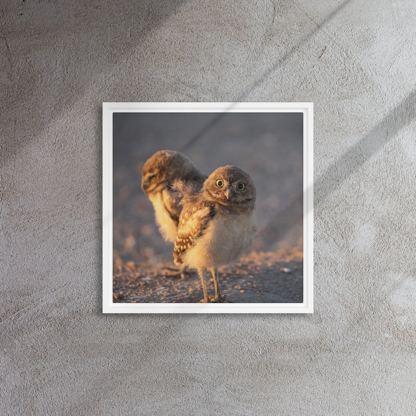 Burrowing Owls Duo by Leslie Leathers Photography | Framed canvas