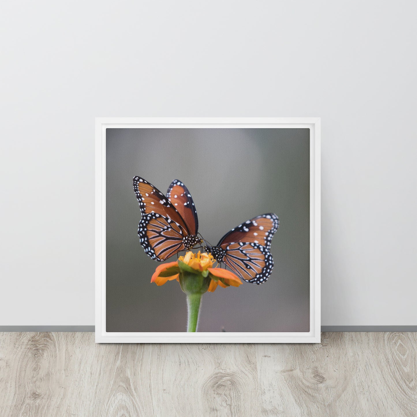 Queen Butterflies by Leslie Leathers Photography | Framed canvas