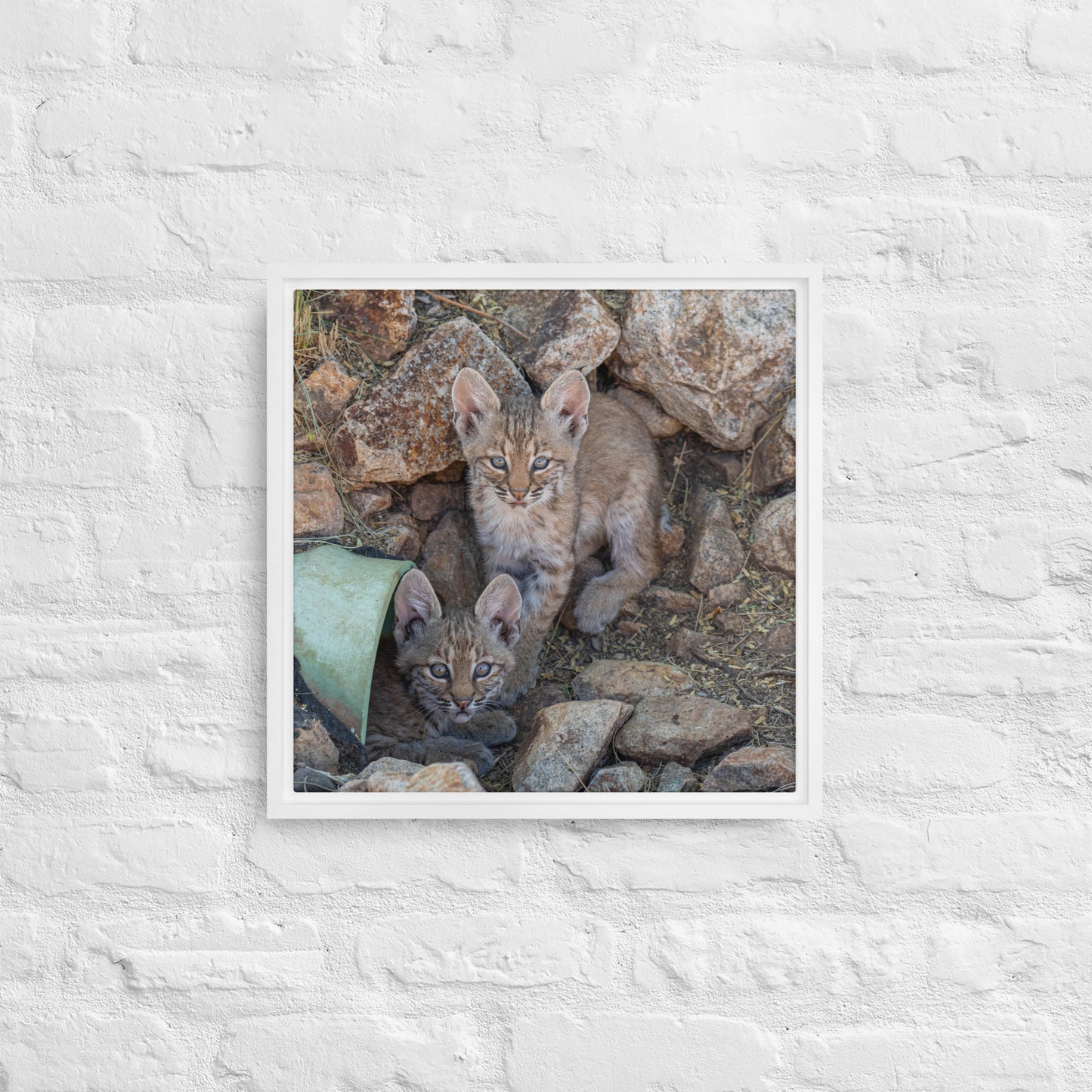 Baby Bobcats Duo by Leslie Leathers Photography | Framed canvas