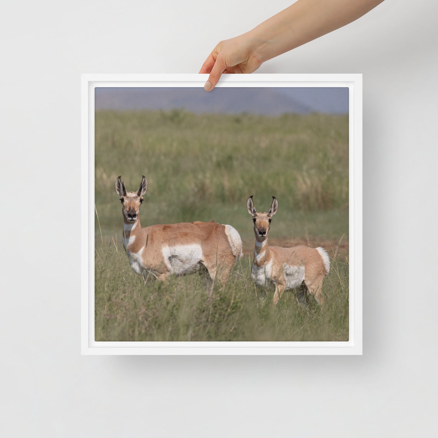 Pronghorn by Leslie Leathers Photography | Framed canvas