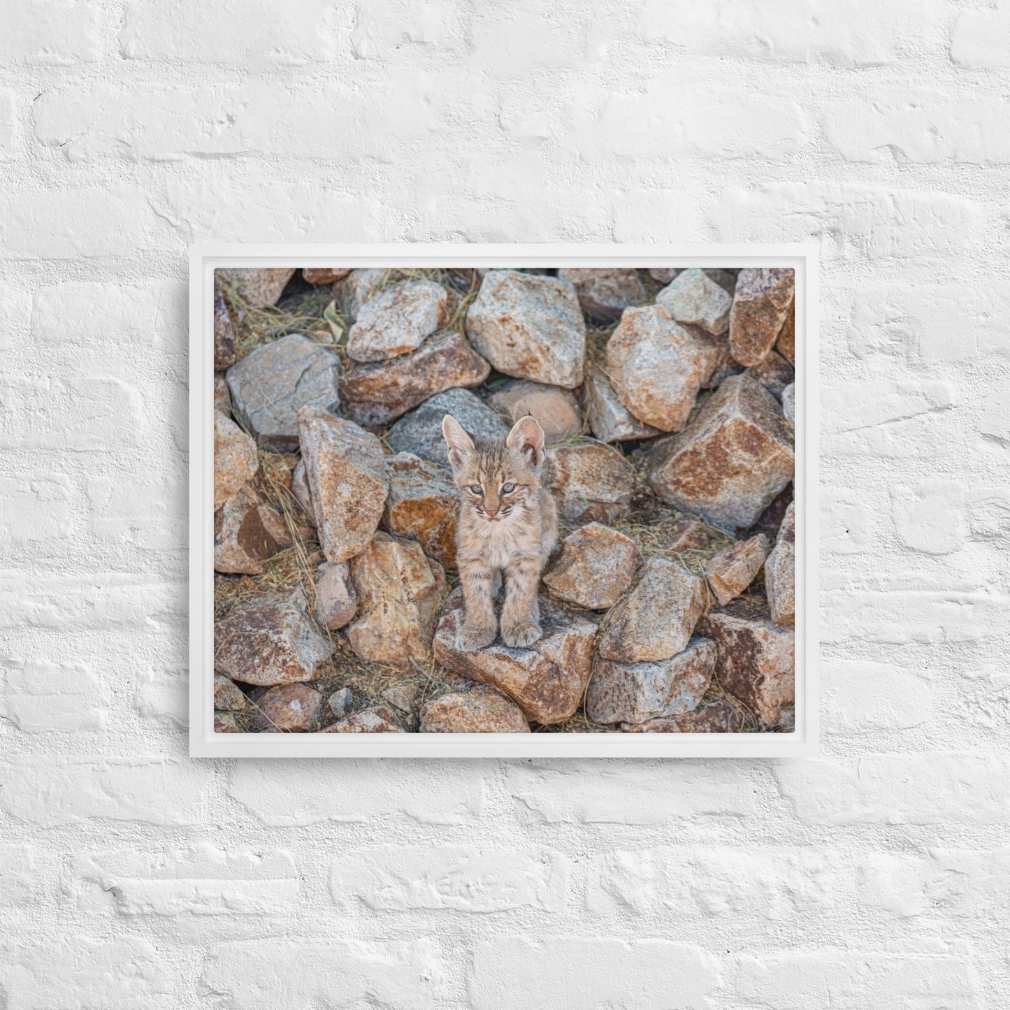 Baby Bobcat by Leslie Leathers Photography | Framed canvas