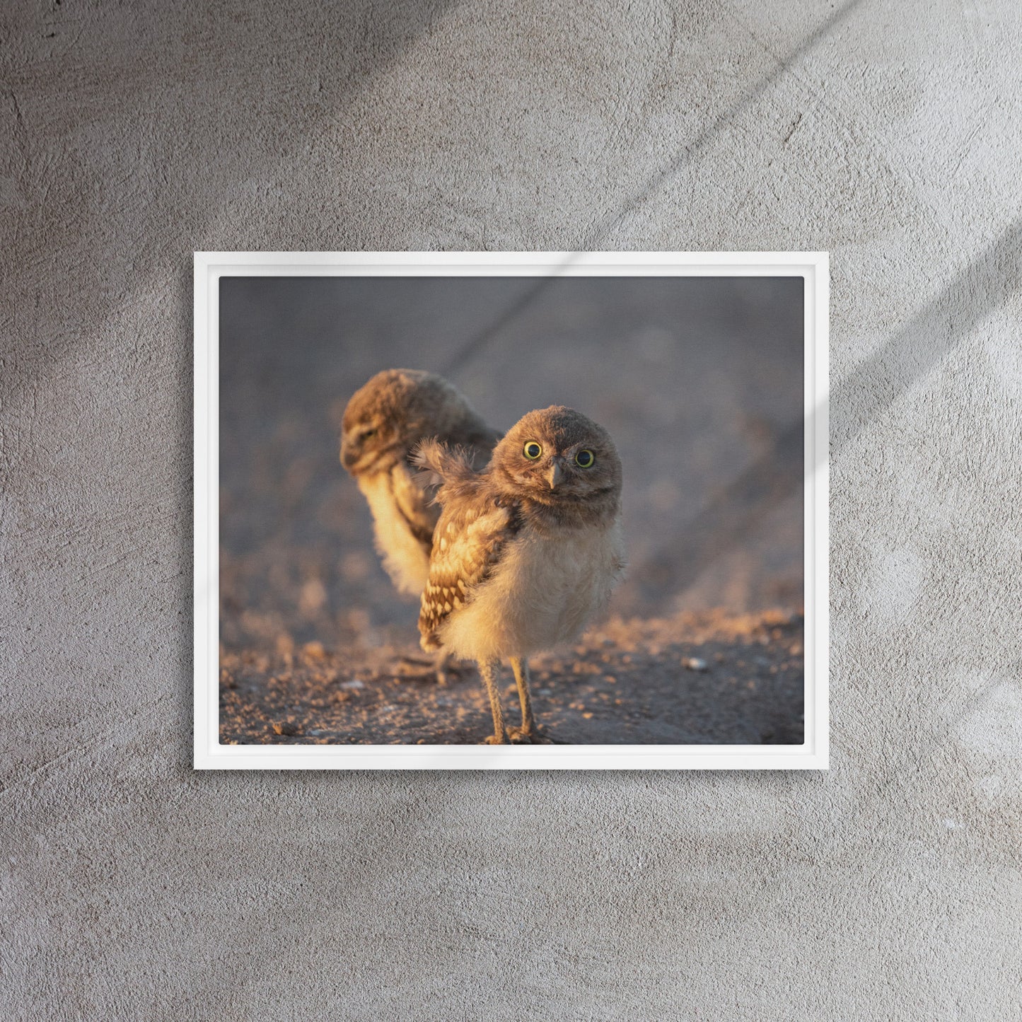 Burrowing Owls Duo by Leslie Leathers Photography | Framed canvas