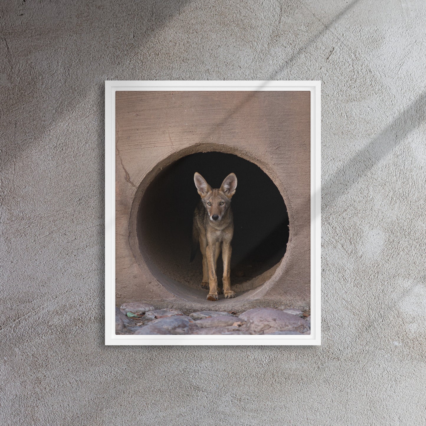 Juvenile Coyote by Leslie Leathers Photography | Framed canvas