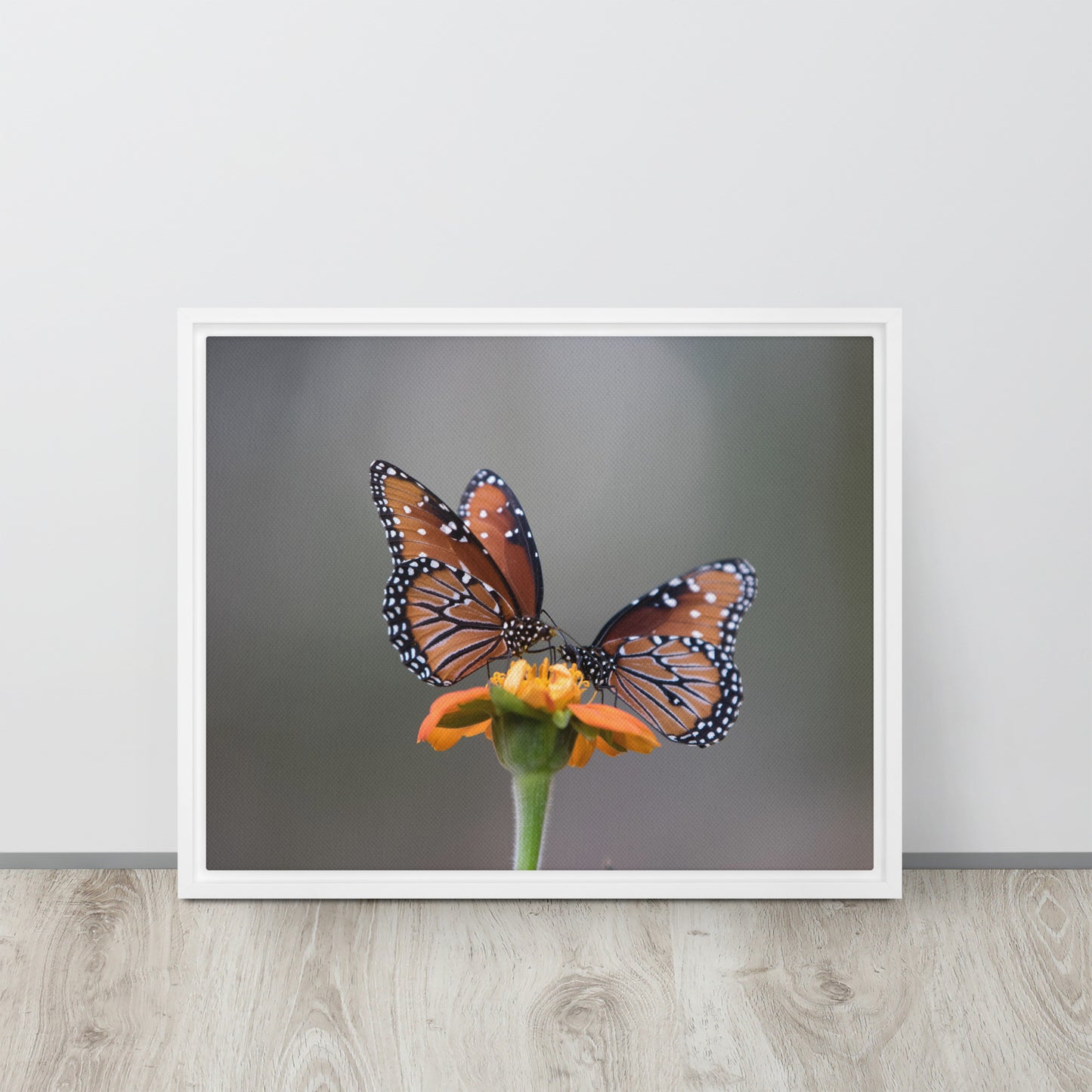 Queen Butterflies by Leslie Leathers Photography | Framed canvas