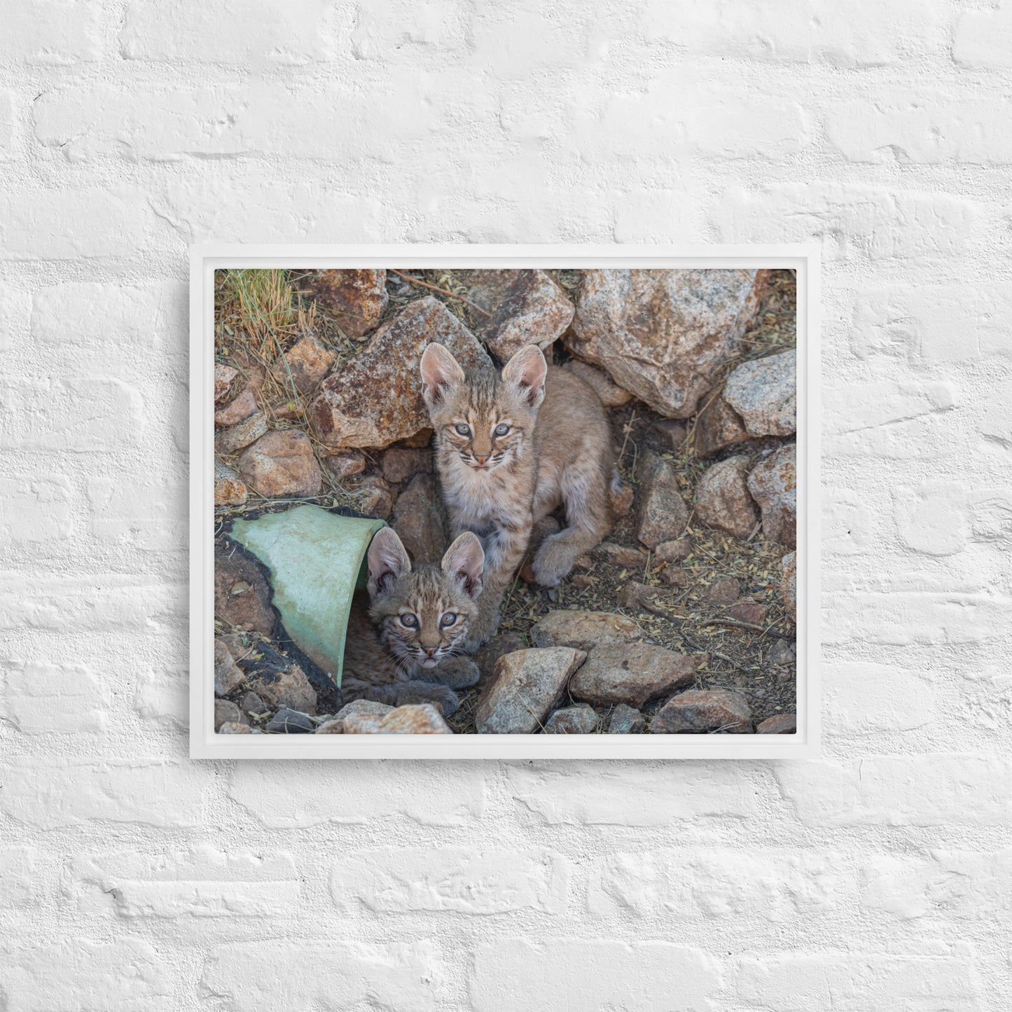 Baby Bobcats Duo by Leslie Leathers Photography | Framed canvas