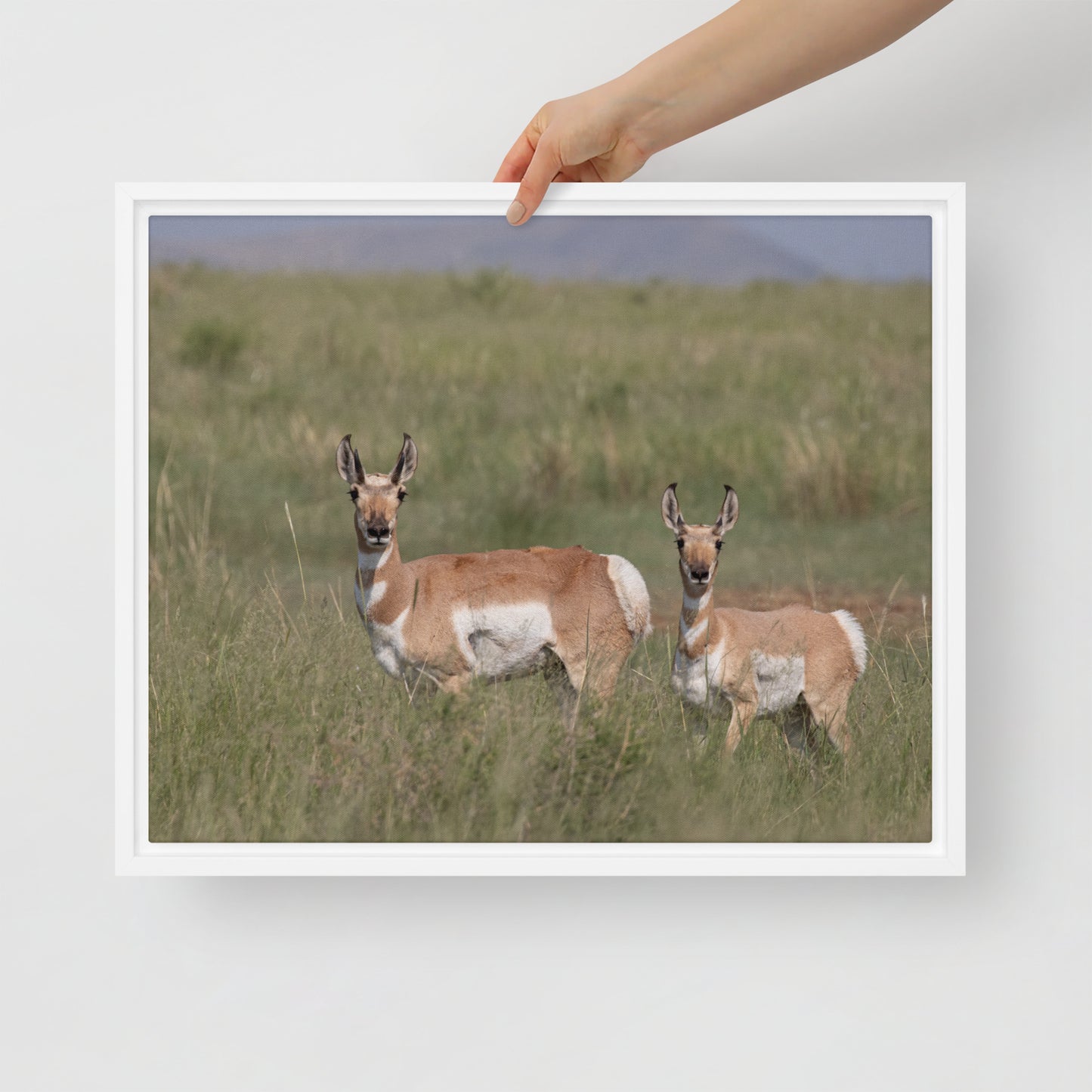 Pronghorn by Leslie Leathers Photography | Framed canvas