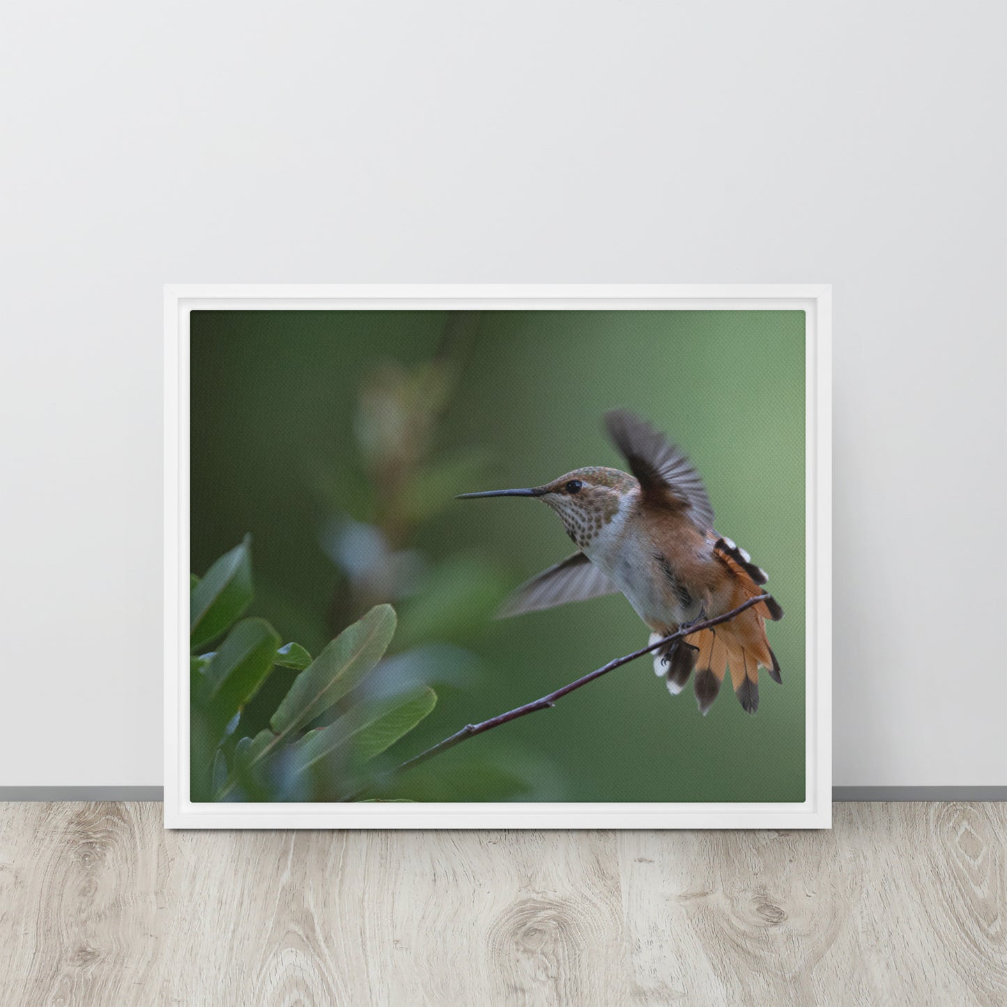 Rufous Hummingbird by Leslie Leathers Photography | Framed canvas