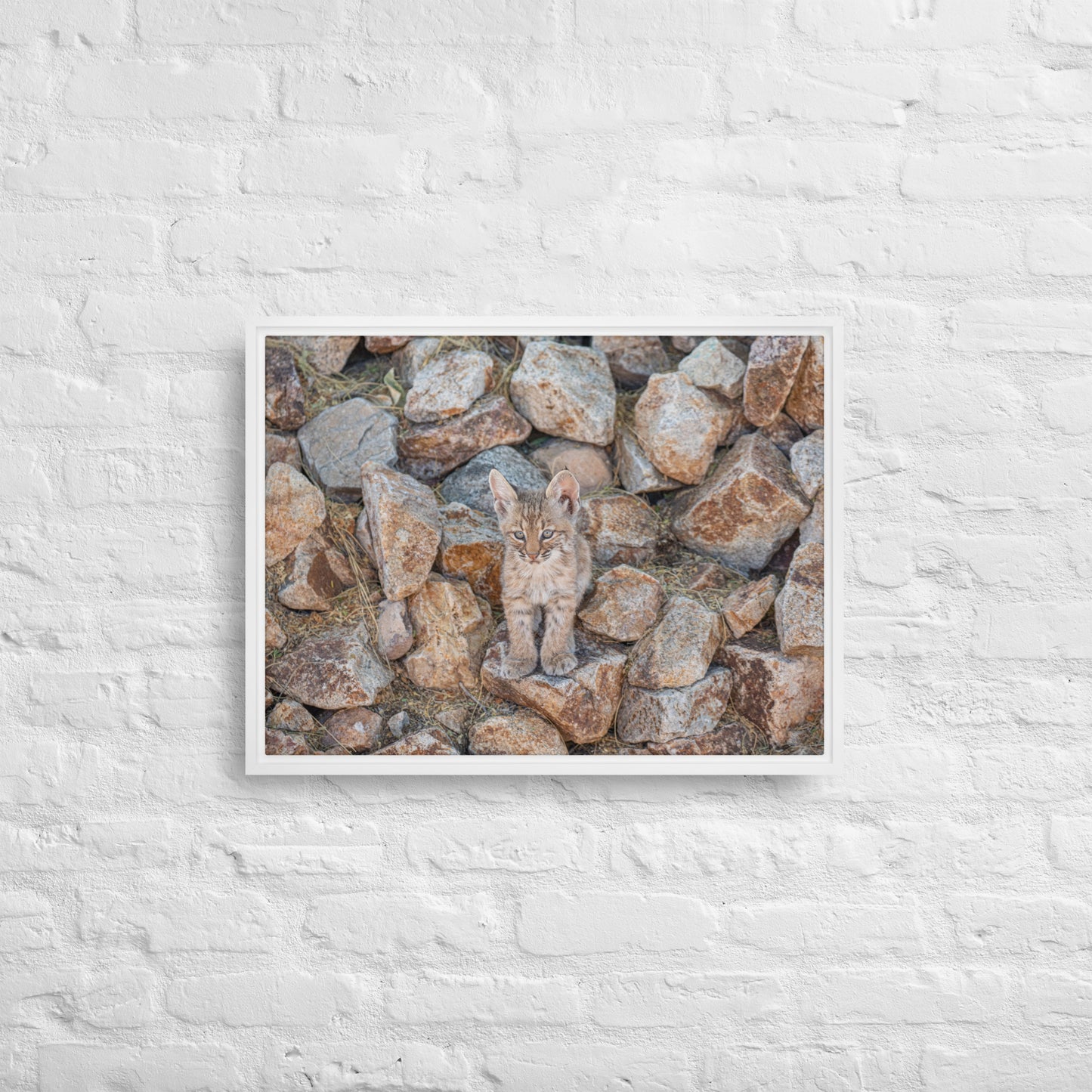 Baby Bobcat by Leslie Leathers Photography | Framed canvas