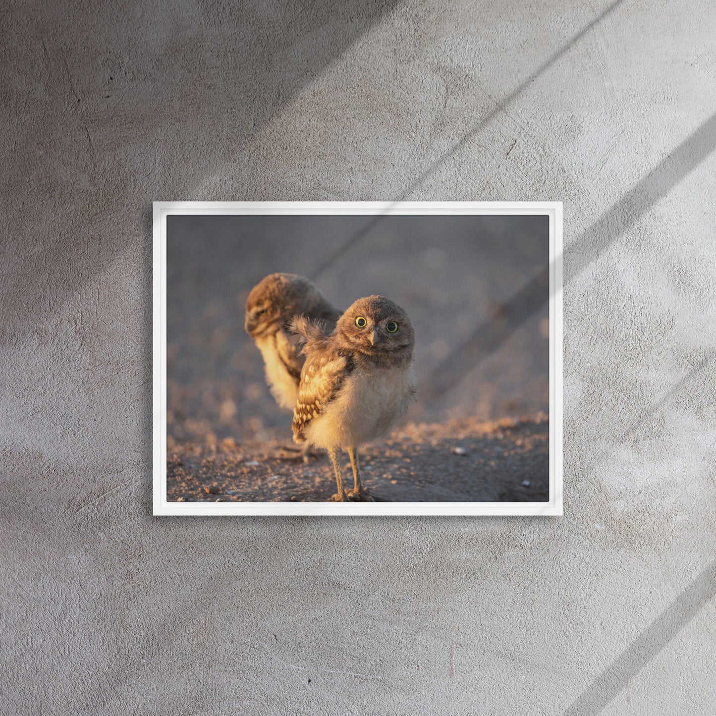 Burrowing Owls Duo by Leslie Leathers Photography | Framed canvas