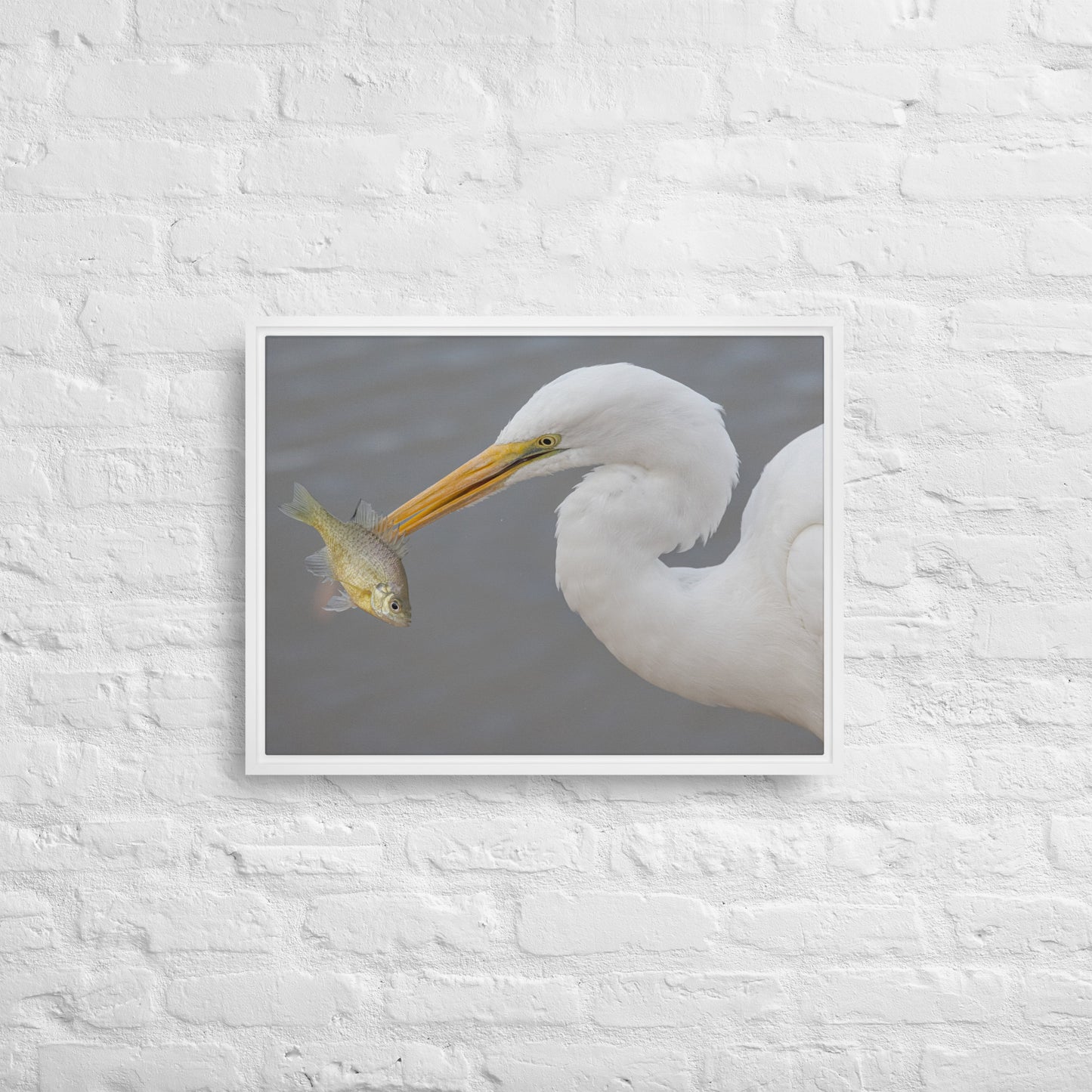 Great White Egret by Leslie Leathers Photography | Framed canvas