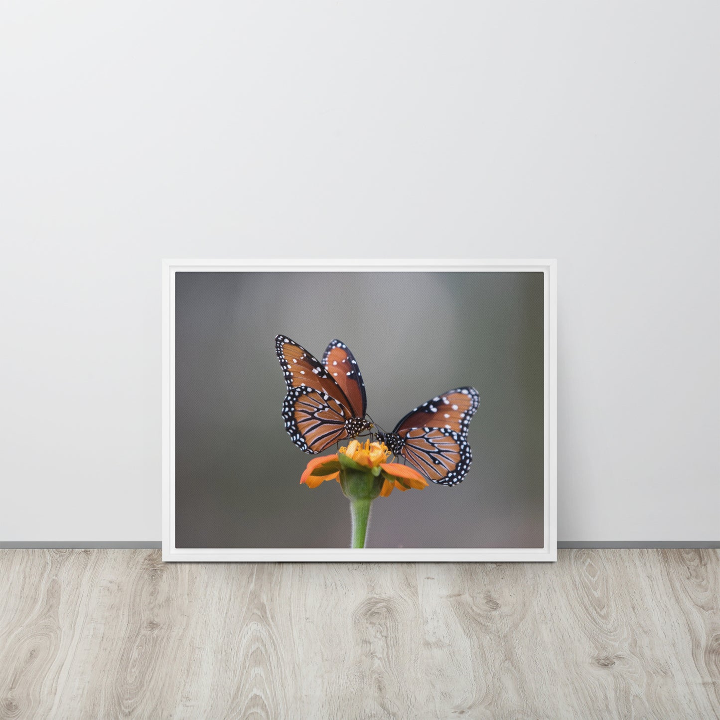 Queen Butterflies by Leslie Leathers Photography | Framed canvas