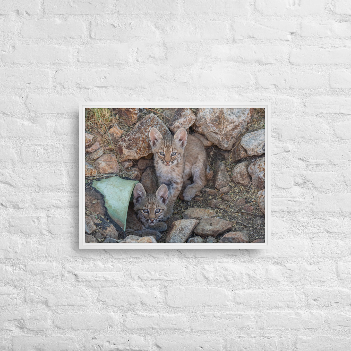 Baby Bobcats Duo by Leslie Leathers Photography | Framed canvas