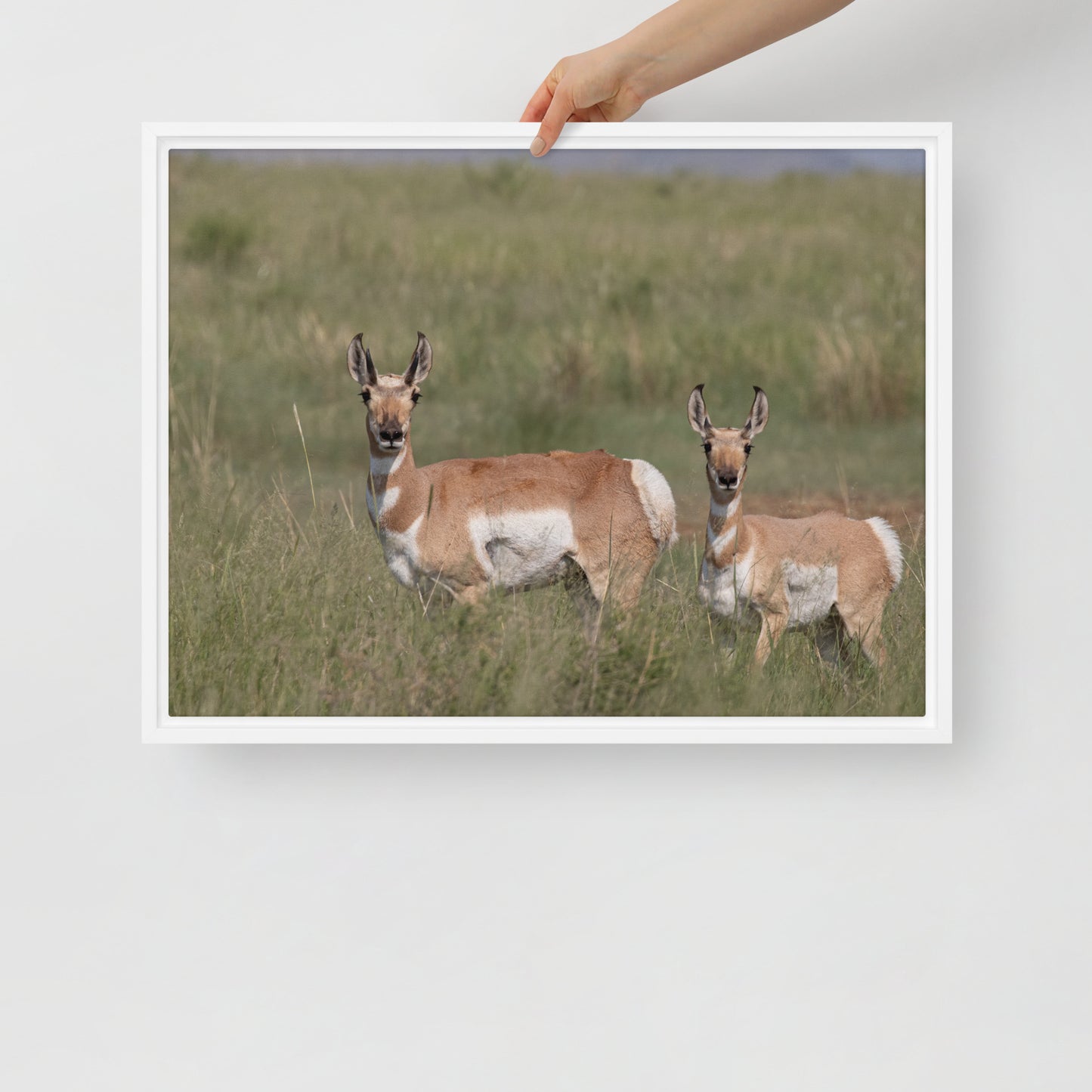 Pronghorn by Leslie Leathers Photography | Framed canvas