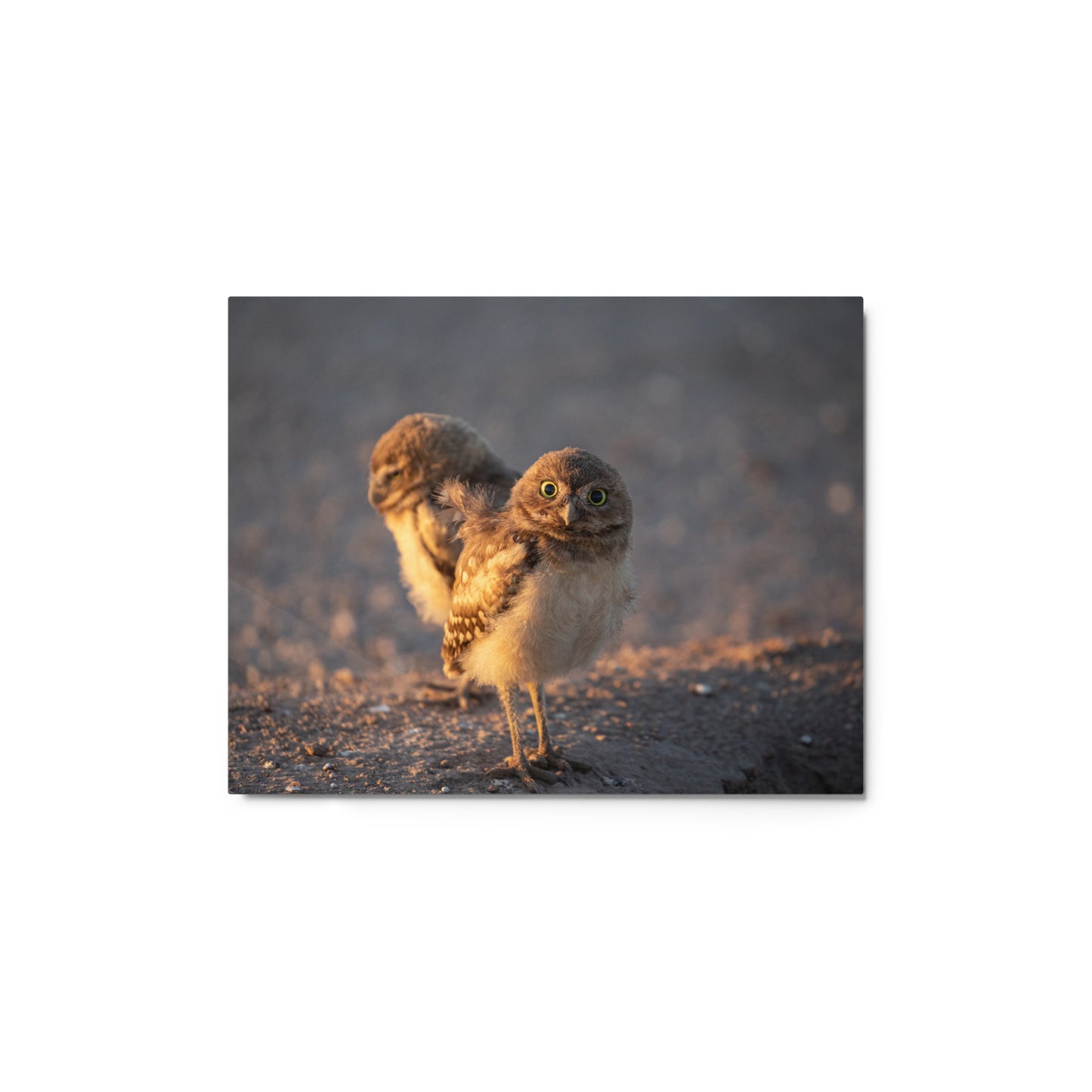 Burrowing Owls Duo by Leslie Leather Photography | Metal prints